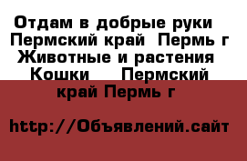 Отдам в добрые руки - Пермский край, Пермь г. Животные и растения » Кошки   . Пермский край,Пермь г.